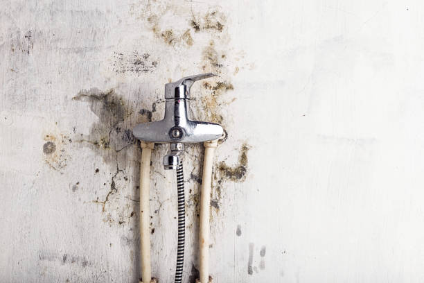 Best Black Mold Remediation in Milan, NM